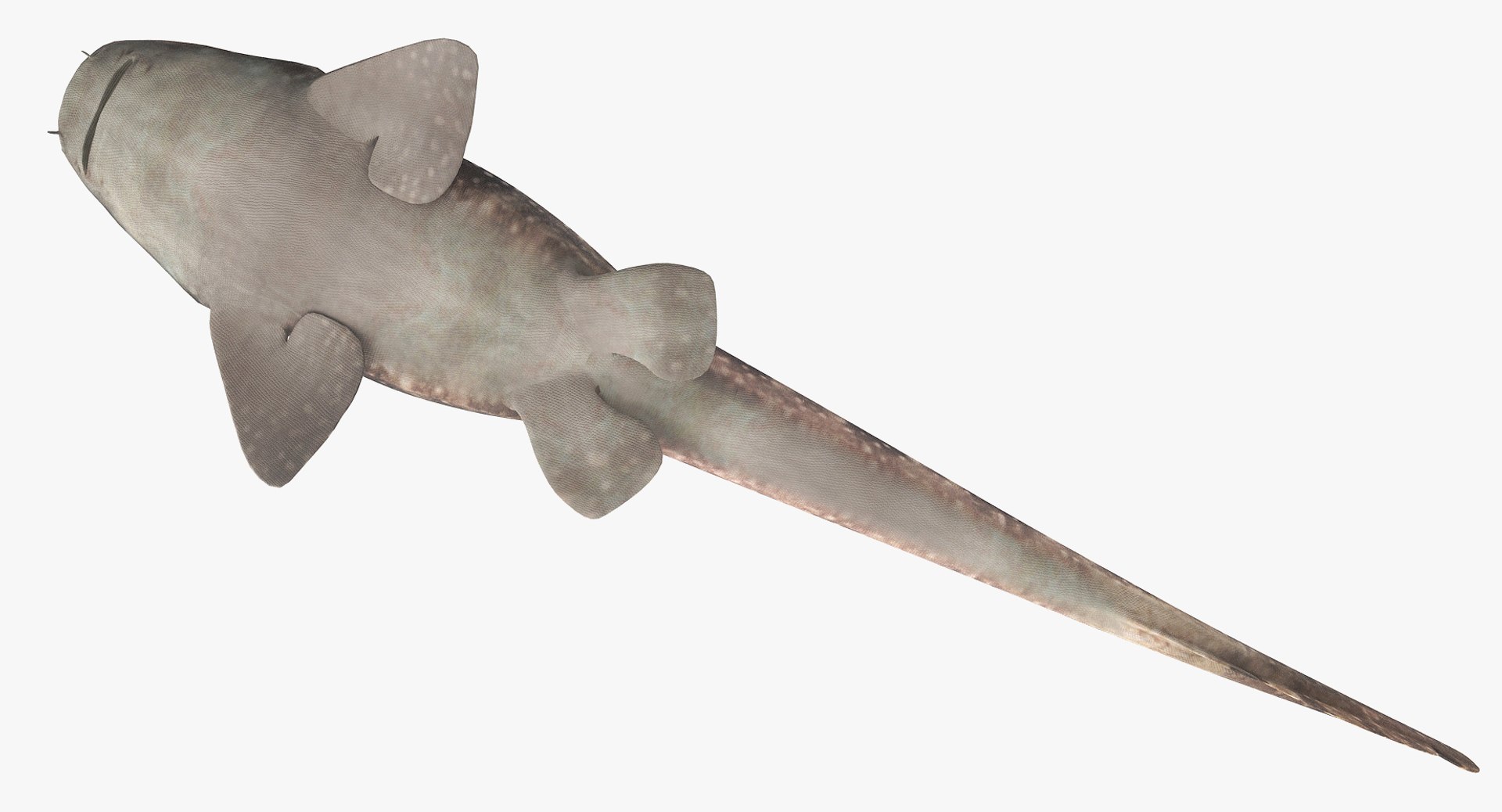 3D model shark sandbar hammerhead https://p.turbosquid.com/ts-thumb/Ld/eks0EA/v2ebOKgk/bamboosharkr_9a/jpg/1538215552/1920x1080/fit_q87/73cbcab05b8a8dd457495909f6d27790bc1f20e2/bamboosharkr_9a.jpg