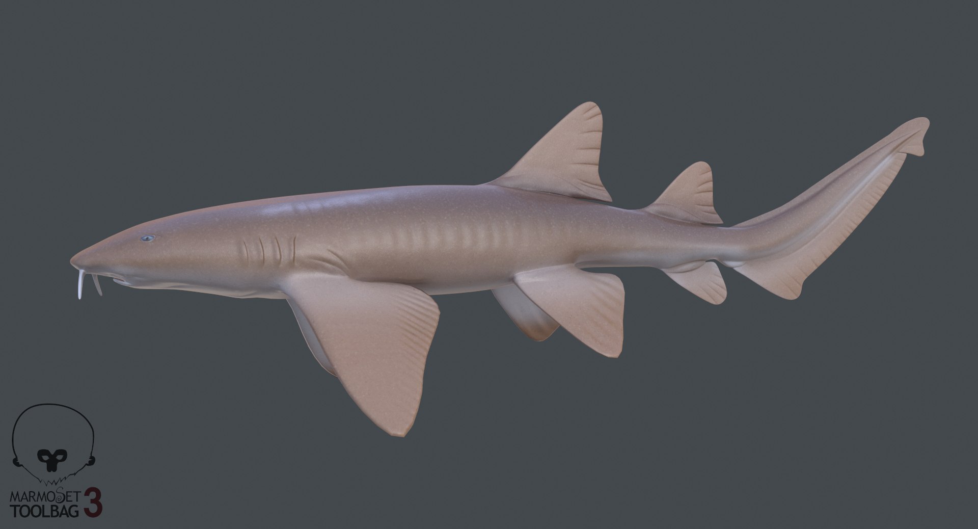 3D model shark sandbar hammerhead https://p.turbosquid.com/ts-thumb/Ld/eks0EA/v6yJFm3n/screenshot401/png/1538215622/1920x1080/fit_q87/0f8367d04af0b75cbc2b4c0b24773f043c24df0a/screenshot401.jpg