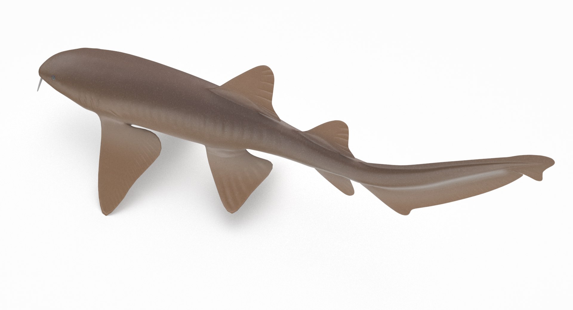 3D model shark sandbar hammerhead https://p.turbosquid.com/ts-thumb/Ld/eks0EA/zj6YCIAF/nurseshark_r3/png/1538215585/1920x1080/fit_q87/b4f1a8543cef675783bec2a93d47f78ea96855d3/nurseshark_r3.jpg