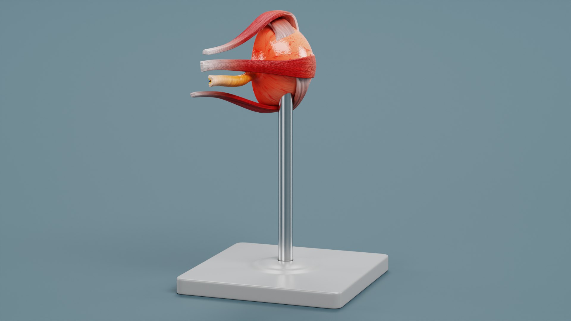 3D Eye Section Model - TurboSquid 2025632