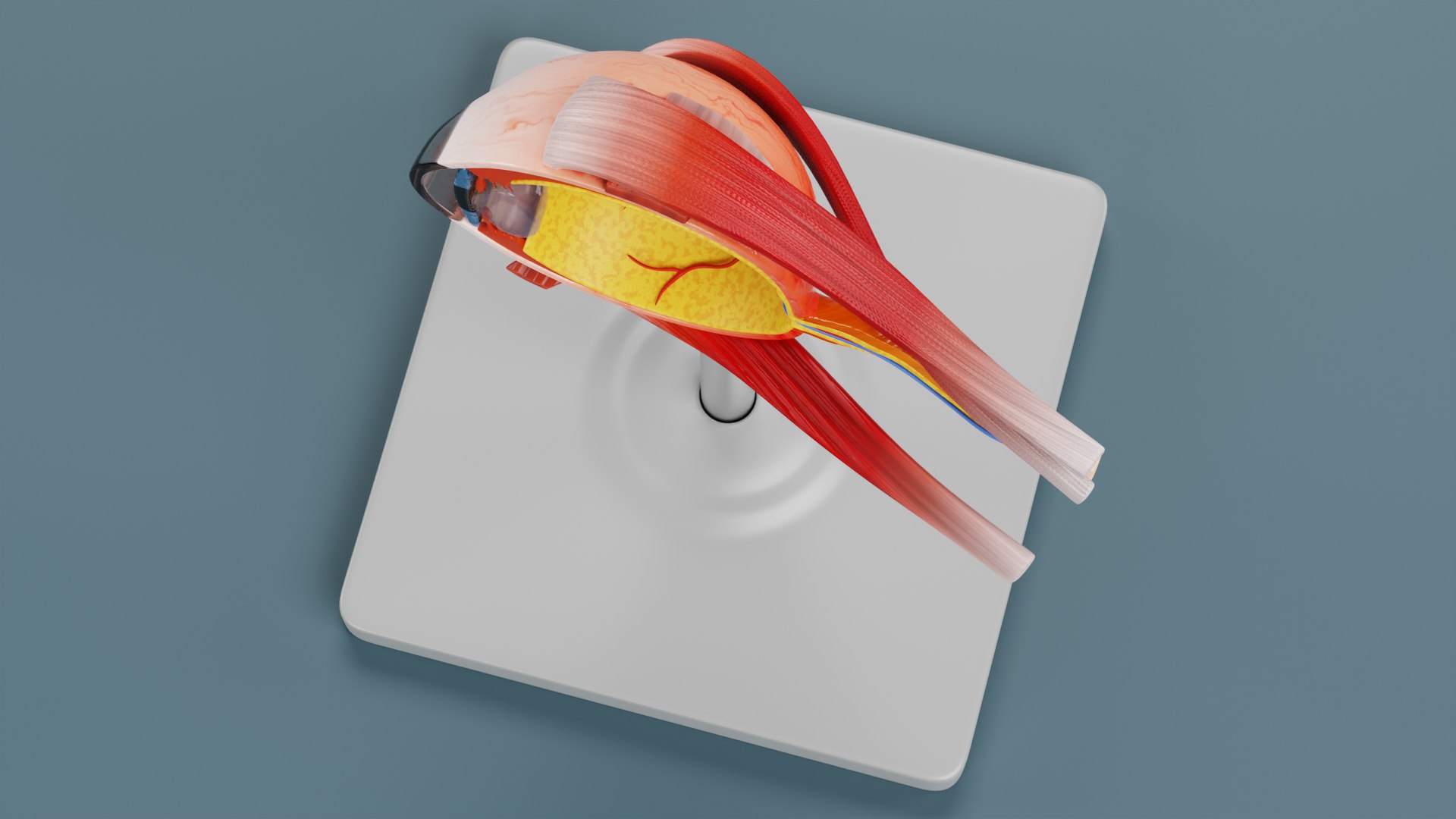 3D Eye Section Model - TurboSquid 2025632