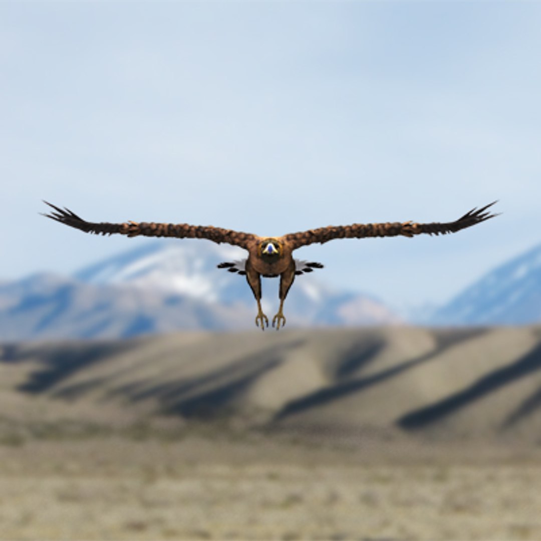 golden eagle 3d model https://p.turbosquid.com/ts-thumb/Ld/ngNCVy/4V8Irz9s/golden_eagle_01/jpg/1286266905/1920x1080/fit_q87/1e6bbf44f54c1a3dc87e34ab673340a27b6bf8c5/golden_eagle_01.jpg
