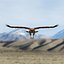 Golden eagle by 3DRivers