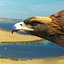 Golden eagle by 3DRivers