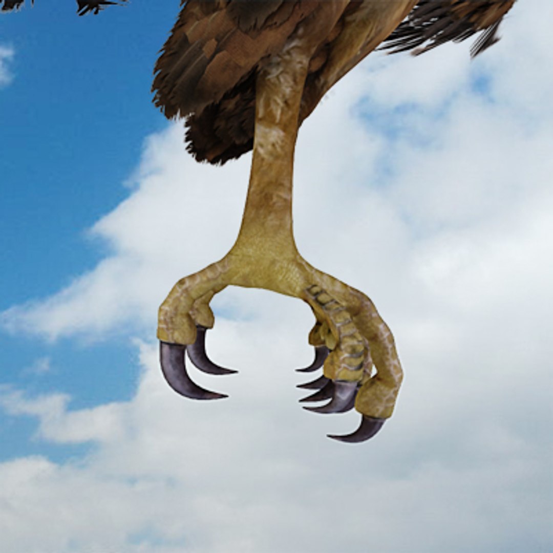 golden eagle 3d model https://p.turbosquid.com/ts-thumb/Ld/ngNCVy/lIJrVPbQ/golden_eagle_05/jpg/1286266905/1920x1080/fit_q87/a6c93aebf6b93126b1797ad0096cd6542c2e2d21/golden_eagle_05.jpg