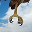 Golden eagle by 3DRivers