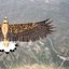 Golden eagle by 3DRivers