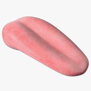 Human Tongue Anatomy
