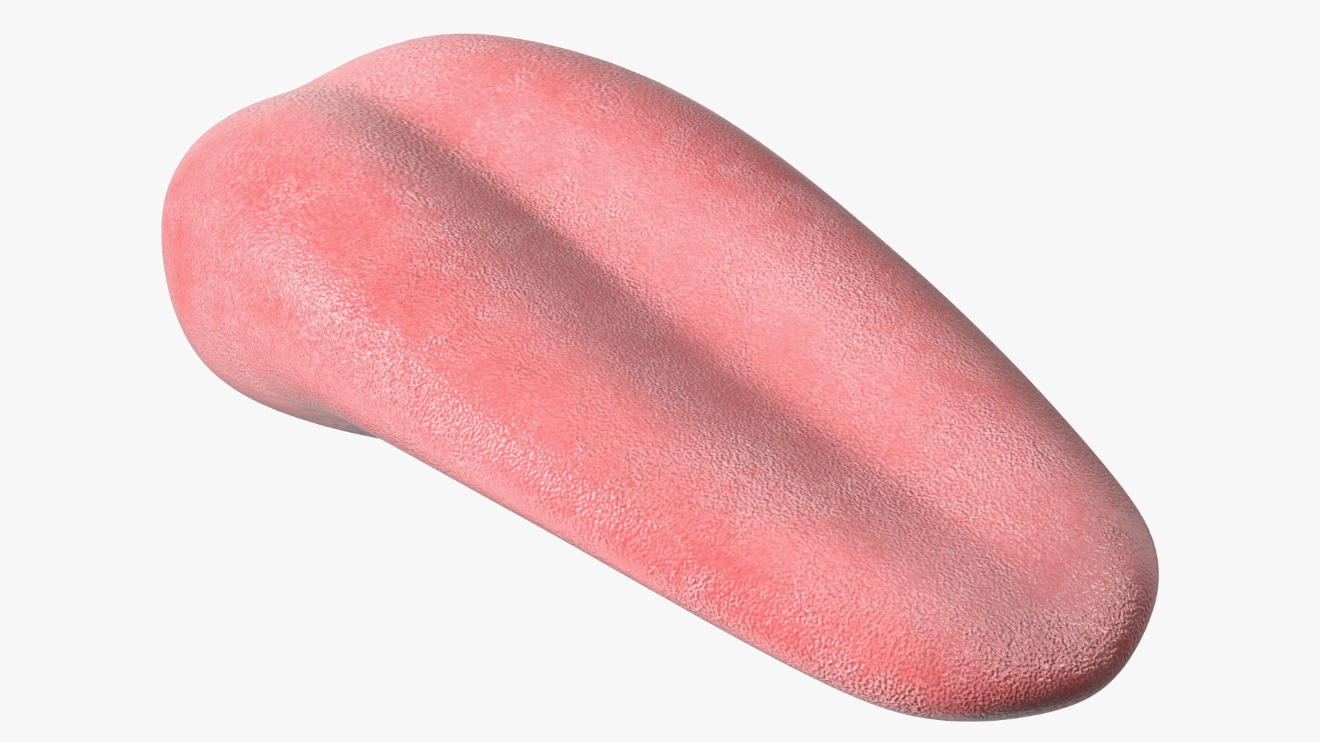 Human Organs Of Touch Collection 3D model preview