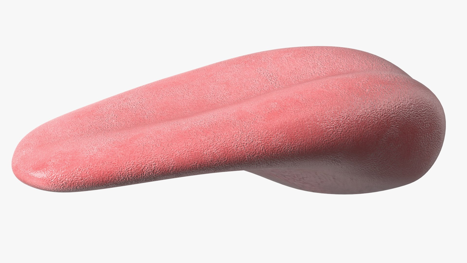 Human Tongue Anatomy 3D model https://p.turbosquid.com/ts-thumb/Ld/wBbVKl/Q4/humantongueanatomy3dmodel010/jpg/1695258325/1920x1080/fit_q87/de3578cc557ea72c29bc1da4bc3f66467ae0a917/humantongueanatomy3dmodel010.jpg