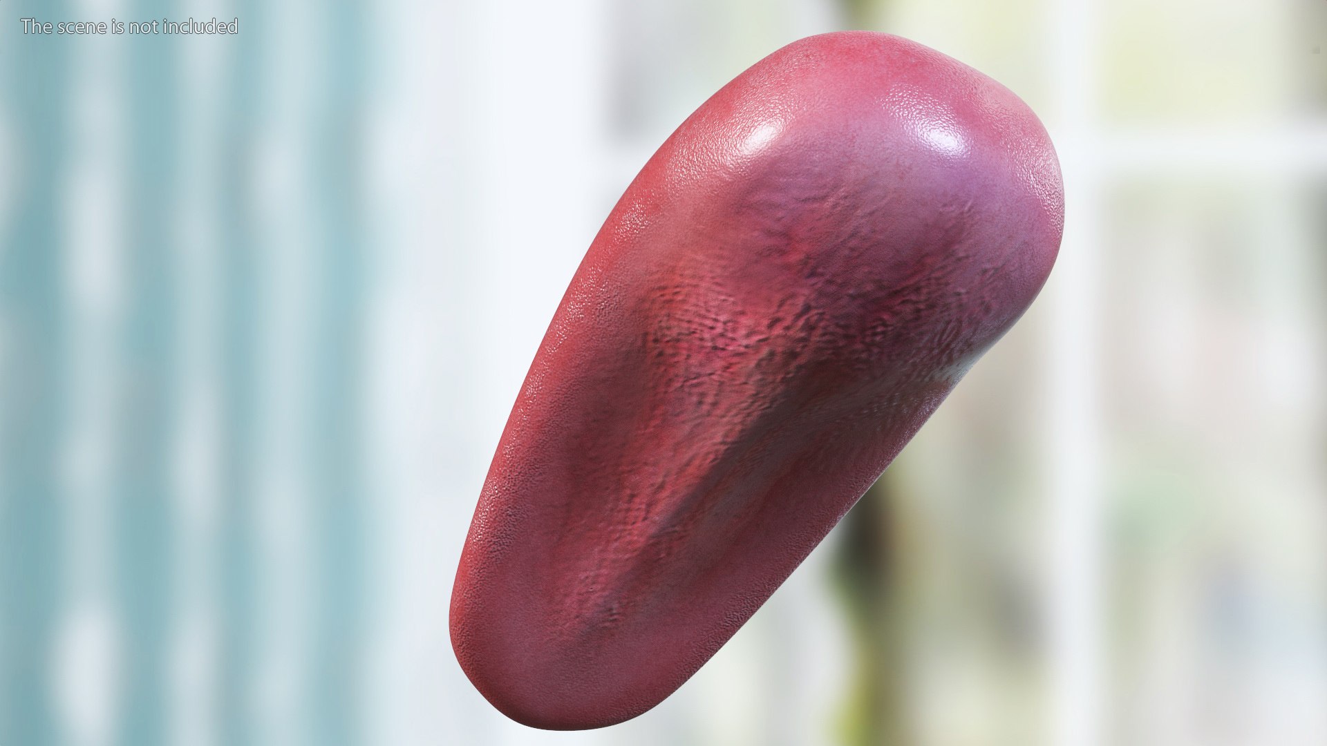 Human Tongue Anatomy 3D model https://p.turbosquid.com/ts-thumb/Ld/wBbVKl/gp/humantongueanatomy3dmodel005/jpg/1695258306/1920x1080/fit_q87/543ec66873af72155768bf46ab94d9fa31cfa63a/humantongueanatomy3dmodel005.jpg
