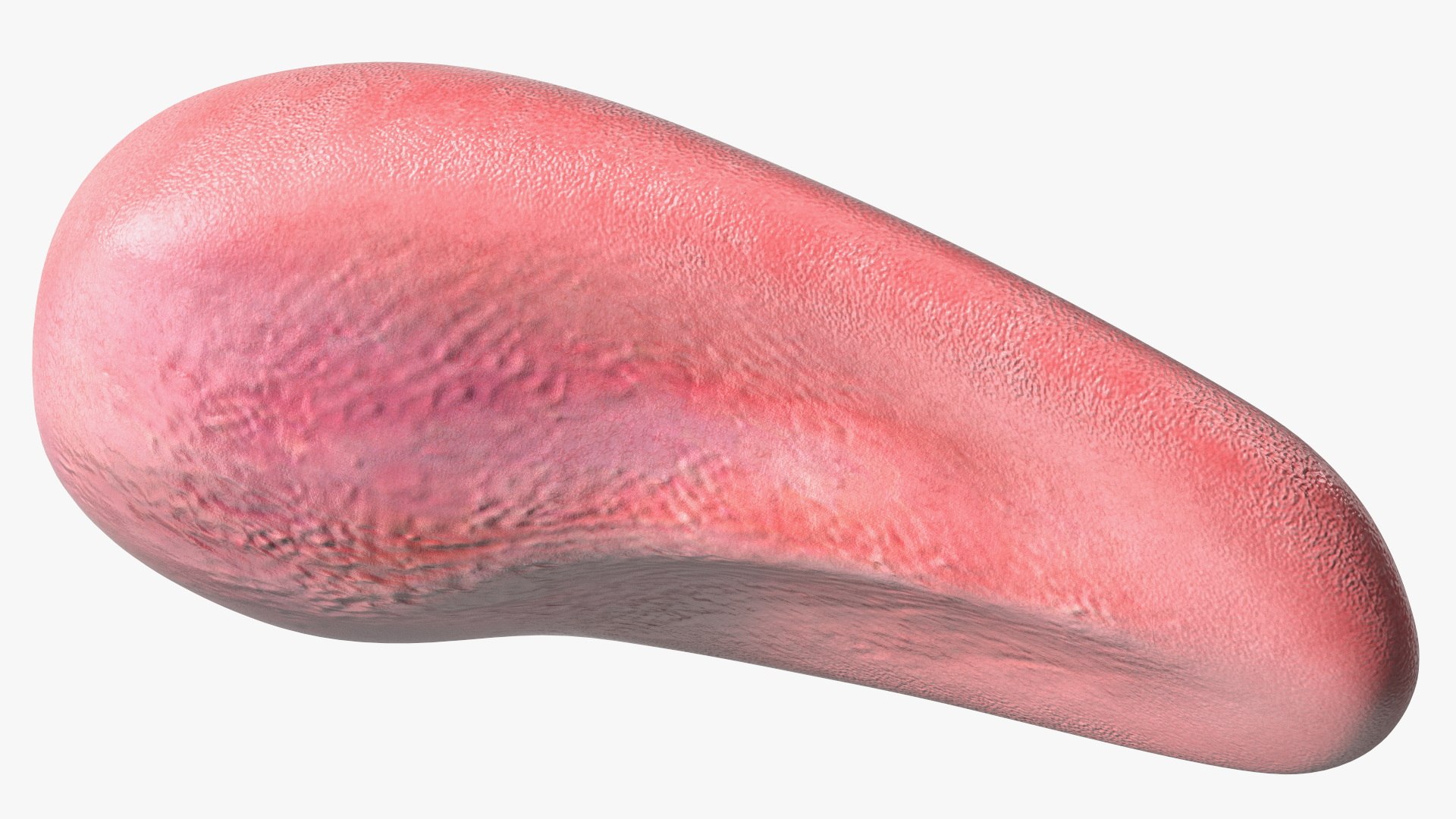 Human Tongue Anatomy 3D model https://p.turbosquid.com/ts-thumb/Ld/wBbVKl/jZ/humantongueanatomy3dmodel013/jpg/1695258335/1920x1080/fit_q87/c6d9734feb2ae859fb2f28b0faff83b01e3726dd/humantongueanatomy3dmodel013.jpg