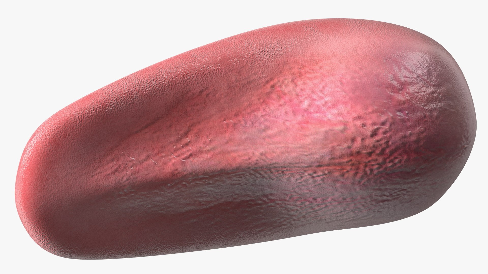 Human Tongue Anatomy 3D model https://p.turbosquid.com/ts-thumb/Ld/wBbVKl/lW/humantongueanatomy3dmodel014/jpg/1695258338/1920x1080/fit_q87/6e4b275c41e7e2c47b58dcf8d9a18cff2cde4511/humantongueanatomy3dmodel014.jpg