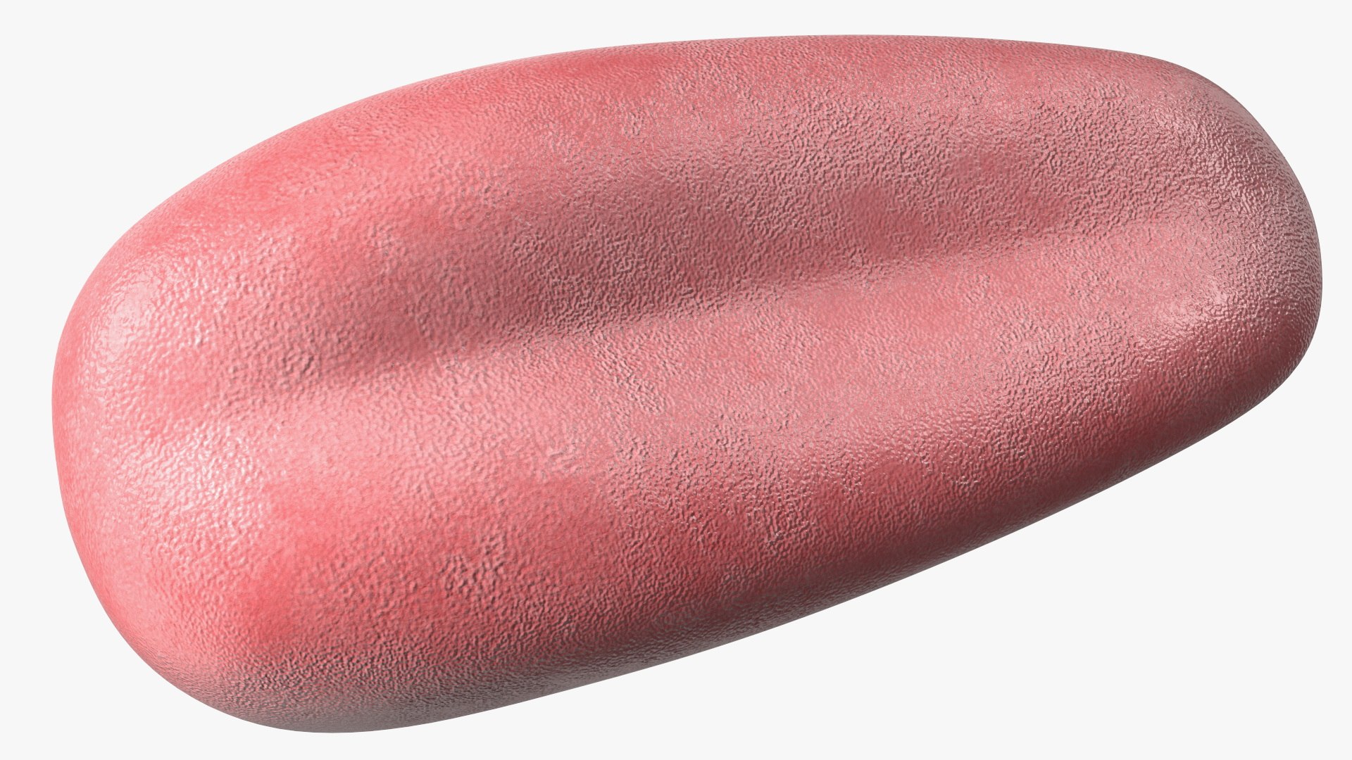 Human Tongue Anatomy 3D model https://p.turbosquid.com/ts-thumb/Ld/wBbVKl/nn/humantongueanatomy3dmodel012/jpg/1695258332/1920x1080/fit_q87/88ba5810a80776137b38b0831a585583b5647b34/humantongueanatomy3dmodel012.jpg