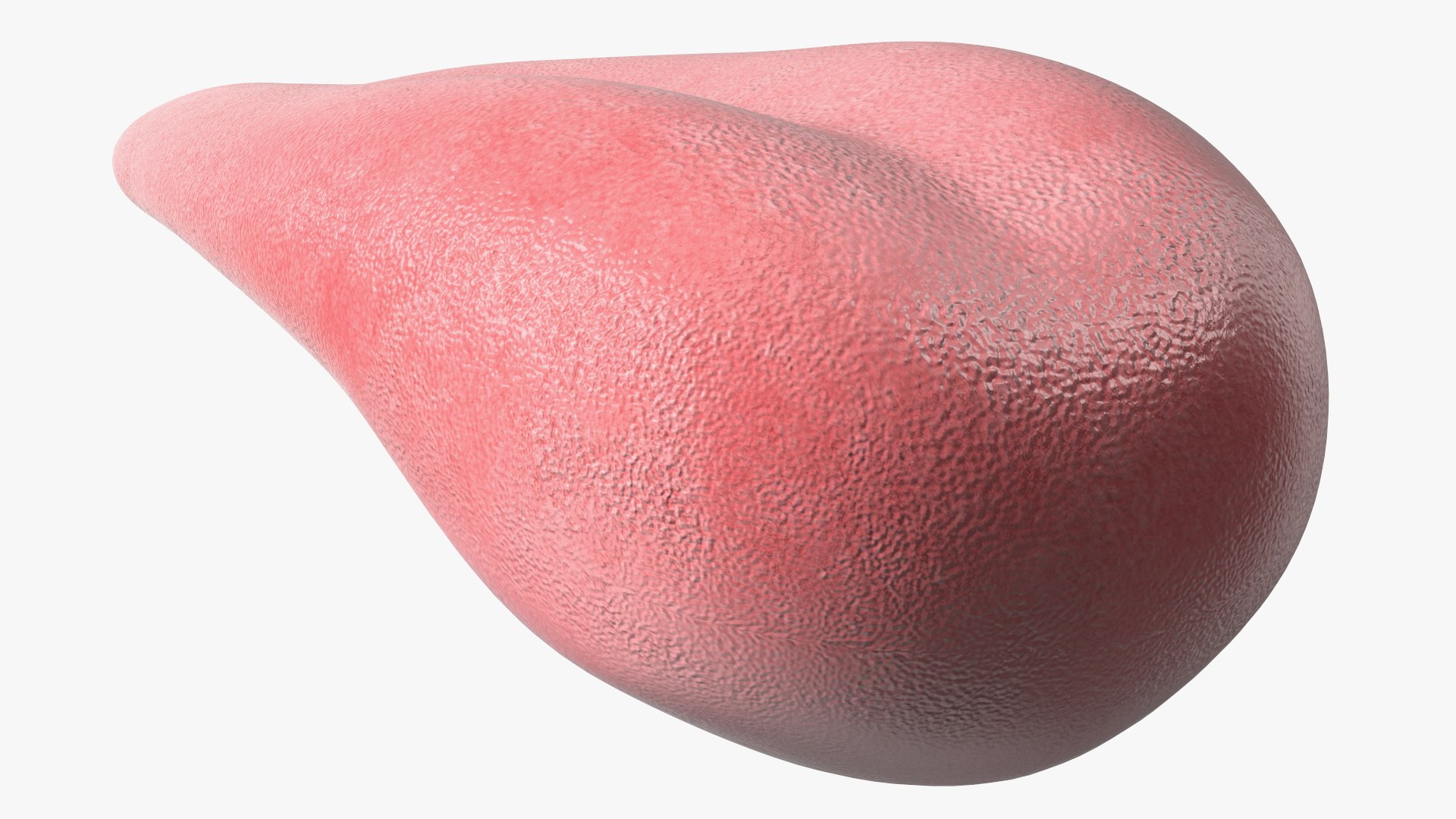 Human Tongue Anatomy 3D model https://p.turbosquid.com/ts-thumb/Ld/wBbVKl/o6/humantongueanatomy3dmodel011/jpg/1695258328/1920x1080/fit_q87/3fb989971b16ee07b8e8d6686dfb9242be647c3e/humantongueanatomy3dmodel011.jpg