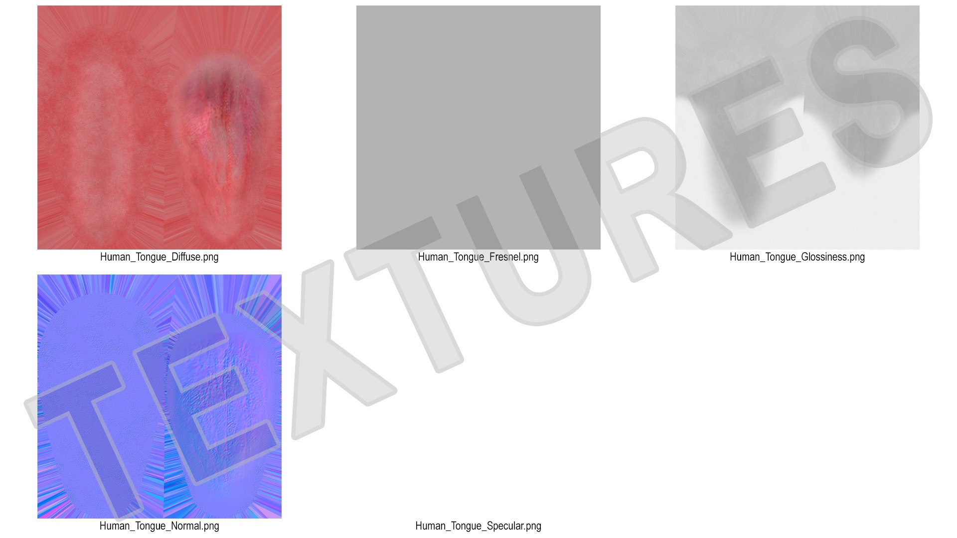 Human Tongue Anatomy 3D model https://p.turbosquid.com/ts-thumb/Ld/wBbVKl/uX/humantongueanatomy3dmodel018/jpg/1695258351/1920x1080/fit_q87/cc0980218add1f77b8121757e7006de4c8e64dad/humantongueanatomy3dmodel018.jpg