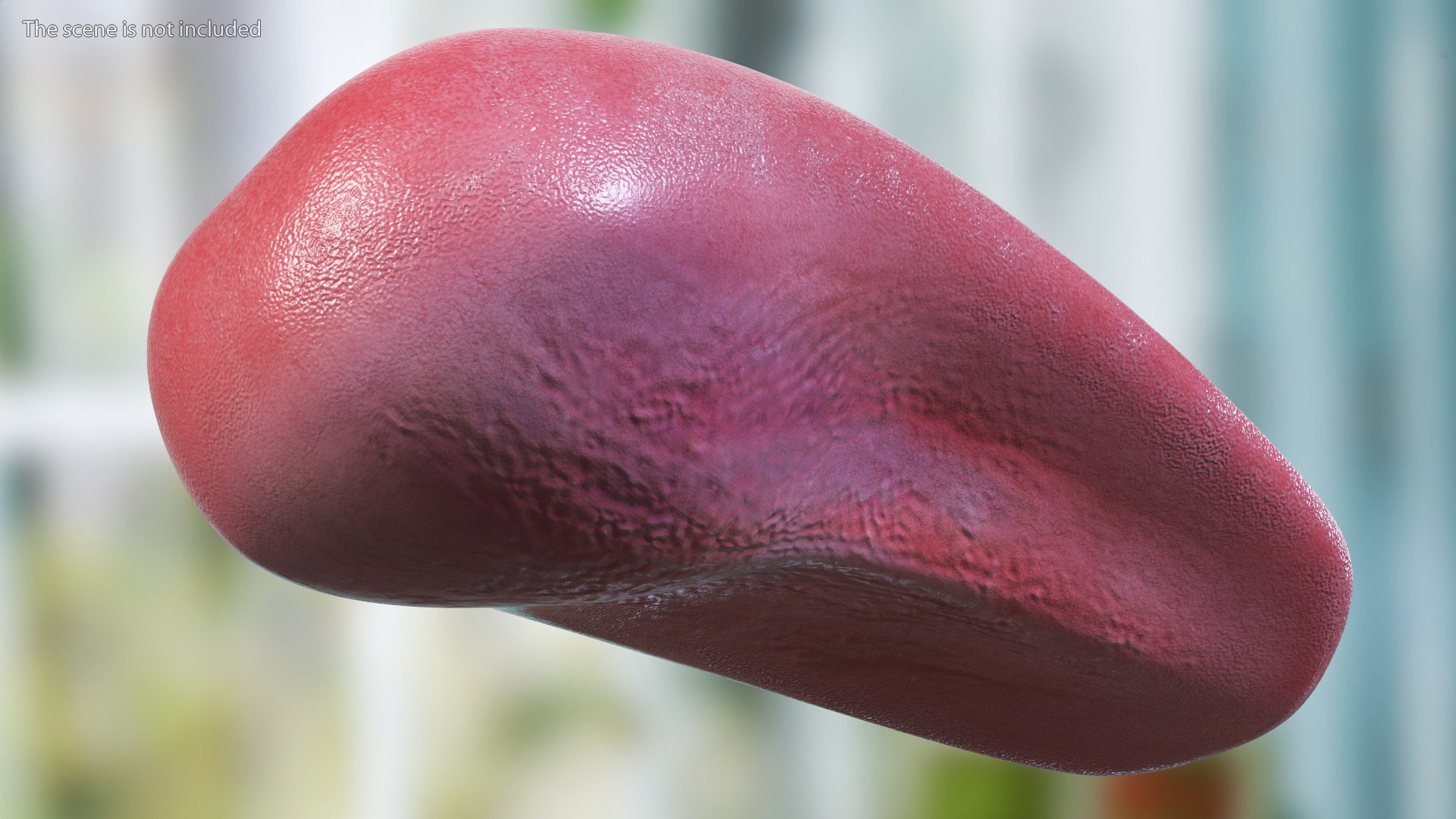 Human Tongue Anatomy 3D model https://p.turbosquid.com/ts-thumb/Ld/wBbVKl/w1/humantongueanatomy3dmodel004/jpg/1695258302/1920x1080/fit_q87/f169961a9f41a084c08d32f0fd8966a5606b4613/humantongueanatomy3dmodel004.jpg