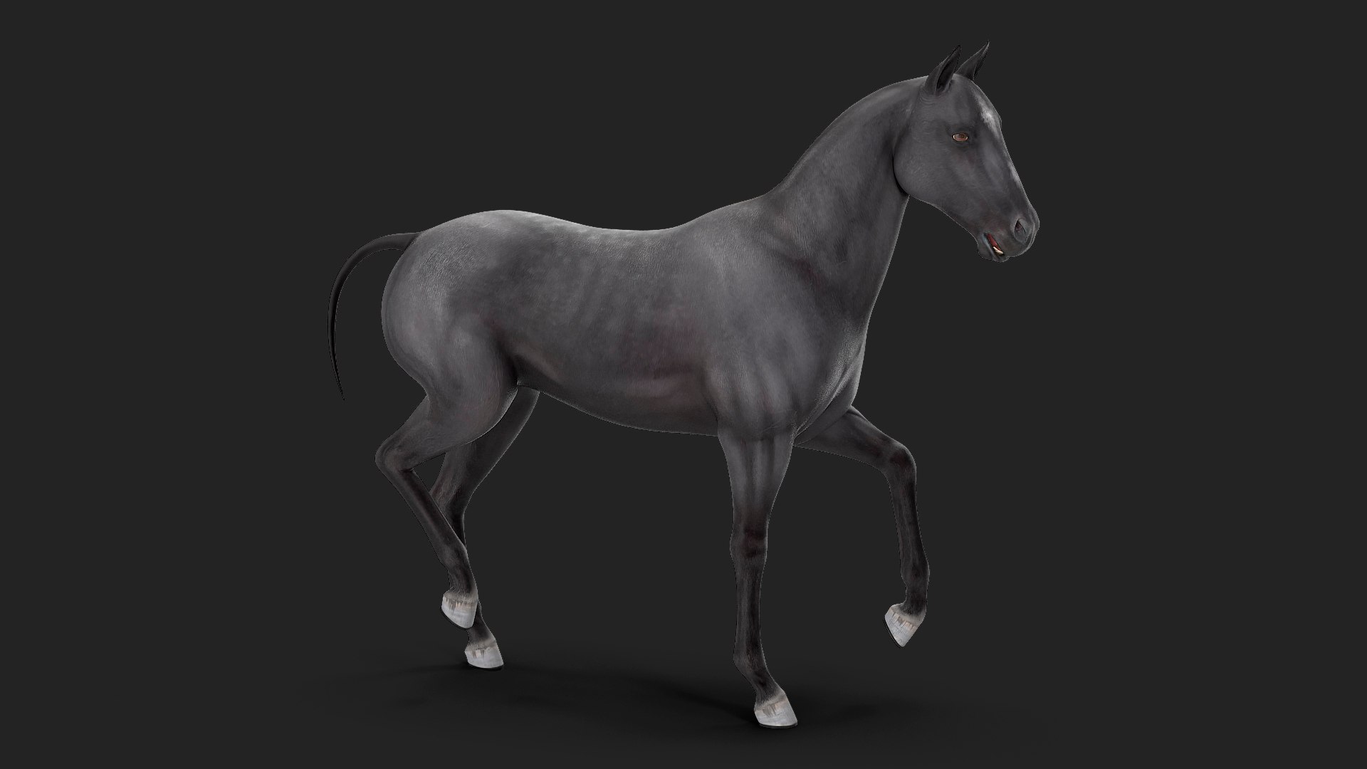 Horse Black Rigged 3D model preview