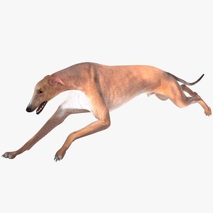 australian greyhound pose 3 3d model
