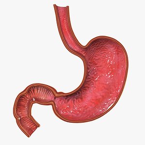 Stomach anatomy
