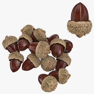3D Acorn Collection 3