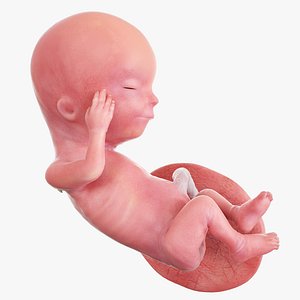 Fetus Week 13 Animated 3D model