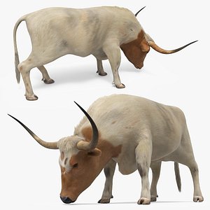 Texas Longhorn Grazing Fur Animated Rigged For Maya 3D model