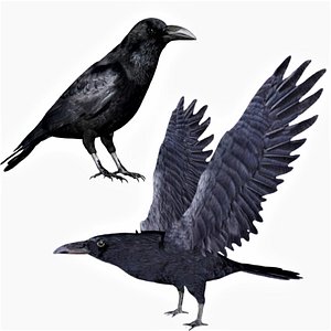 3D Standing and Flying Black Crow Raven model