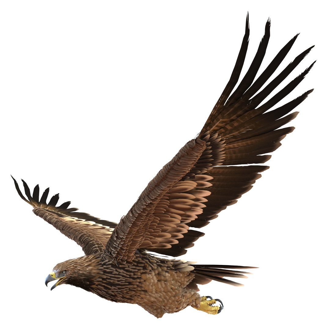 Imperial Eagle Rigged 3D model preview