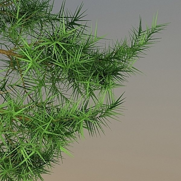 max trees pinus