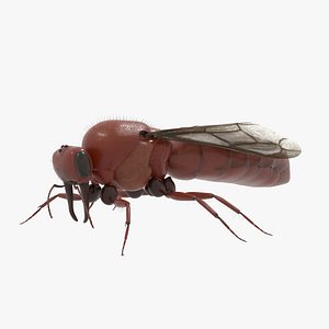 3D African Driver Ant Male