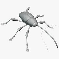 Curculio Elephas or Chestnut Weevil
