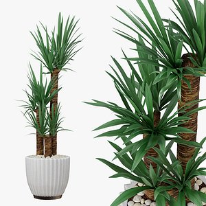 Yucca Indoor plant