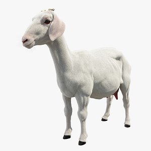 3D goat animal mammal model