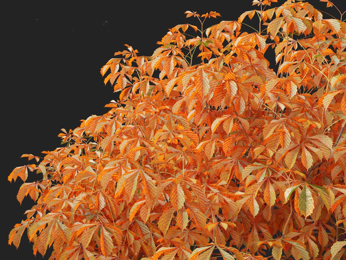 Aesculus Parviflora - Bottlebrush Buckeye 3D Model - TurboSquid 2212240