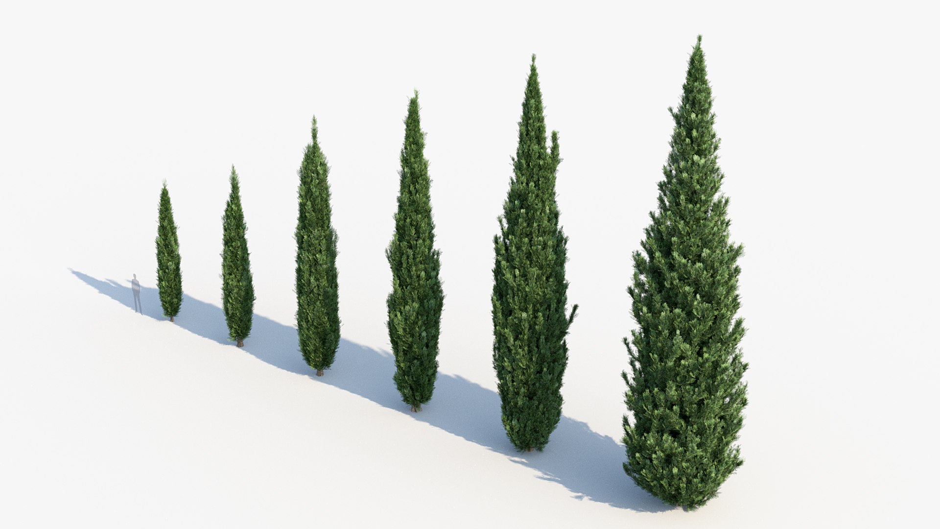3D model Cupressus sempervirens Italian cypress https://p.turbosquid.com/ts-thumb/Lf/8B0zSJ/rd/bc_pm_p10_cupressus_sempervirens_05/jpg/1680142624/1920x1080/fit_q87/f053fa3ac7537c72cd330dbe1f6d73c79823198b/bc_pm_p10_cupressus_sempervirens_05.jpg