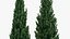 Cyprys włoski Cupressus sempervirens