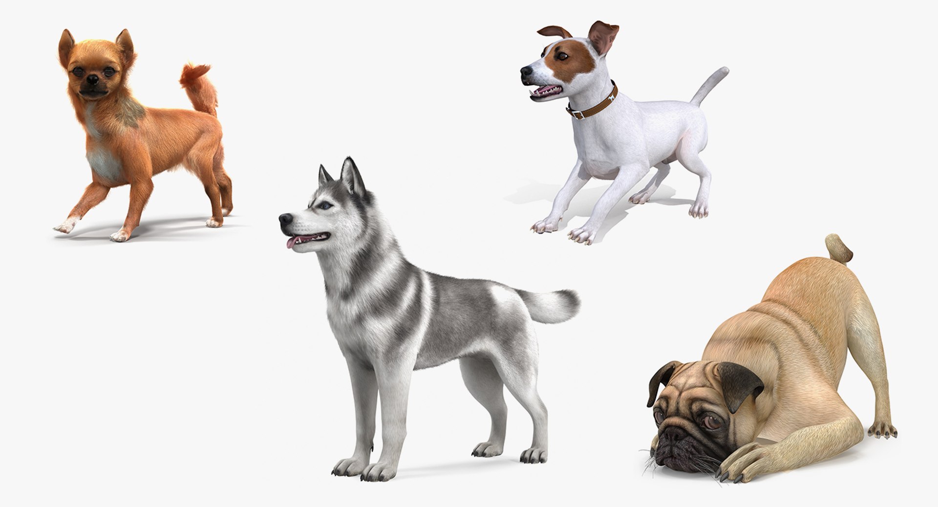 Dogs Rigged Collection 3 for Maya 3D model preview