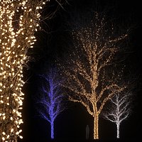 Holiday glowing trees