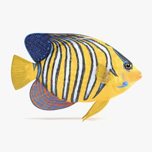 royal angelfish 3D