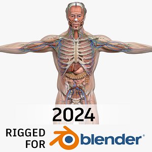 BLENDER RIGGED Complete Male Anatomy PACK V9 - 2024
