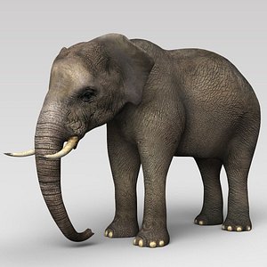 3D elephant indian model