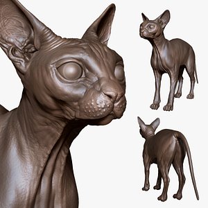 Cat model