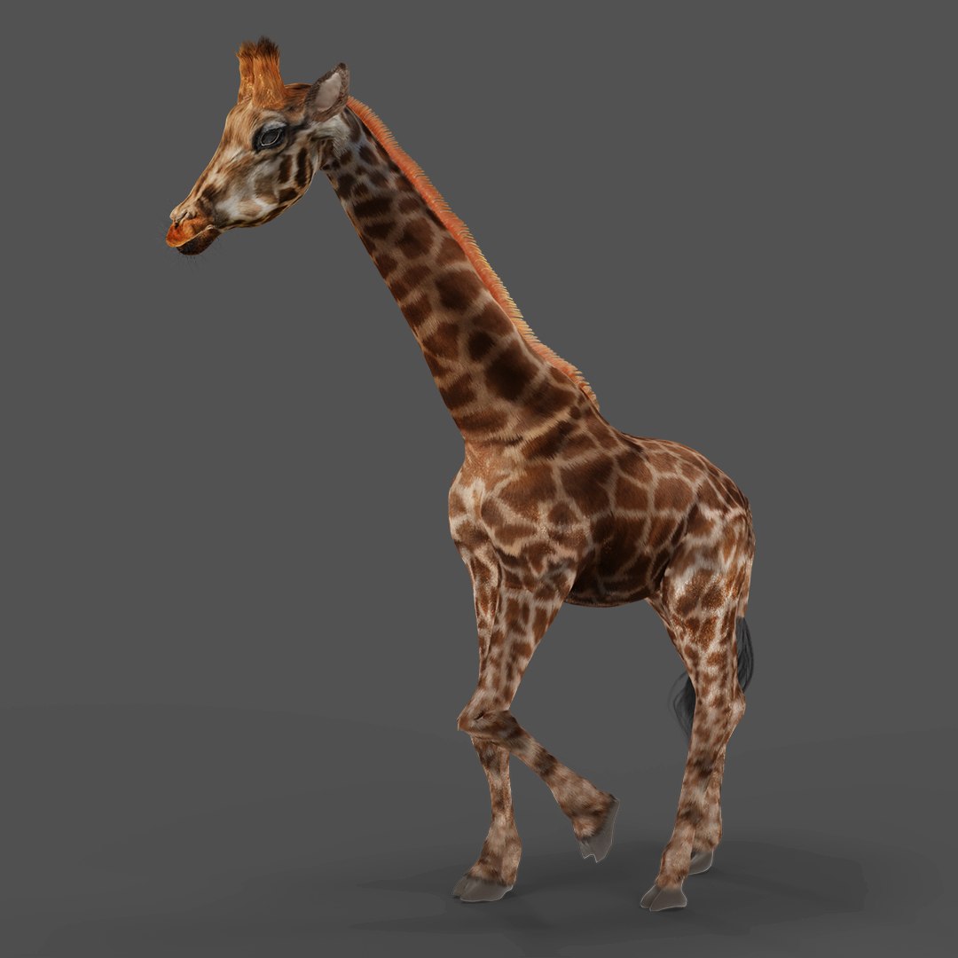 Fur Giraffe Rigged In Blender Model - TurboSquid 1968370