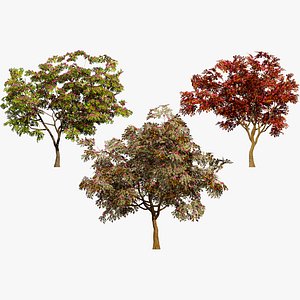 Combretum Kraussii 3D Model Collection