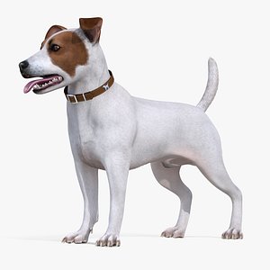 White Jack Russell Terrier Fur Attention Pose