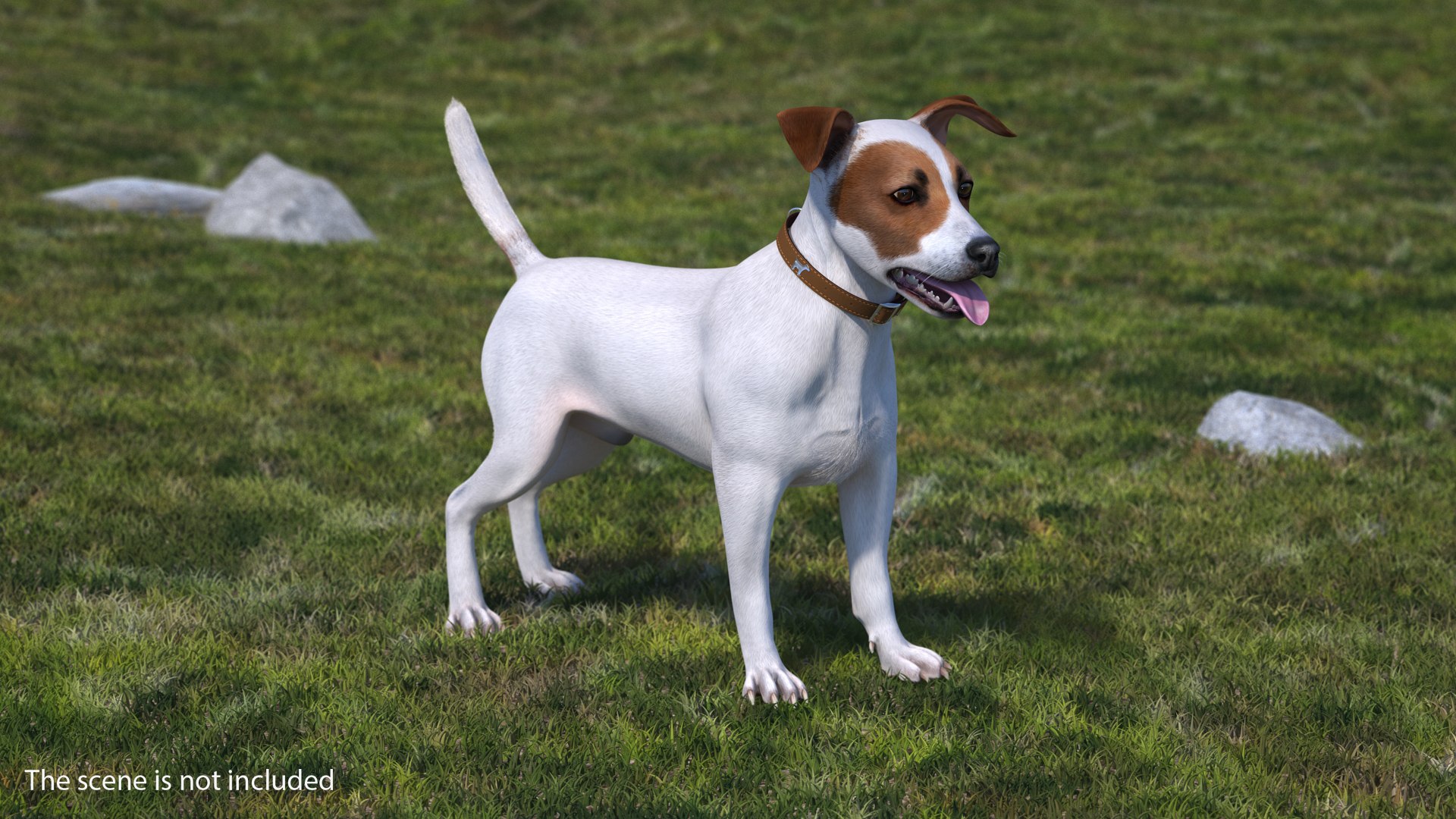 White Jack Russell Terrier Fur Attention Pose 3D model preview