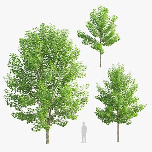 Sugar maple 3D model