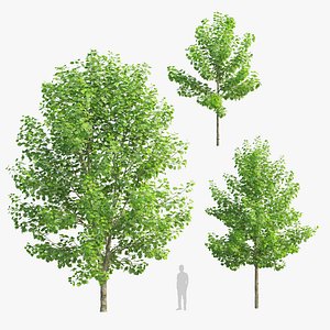 Sugar maple