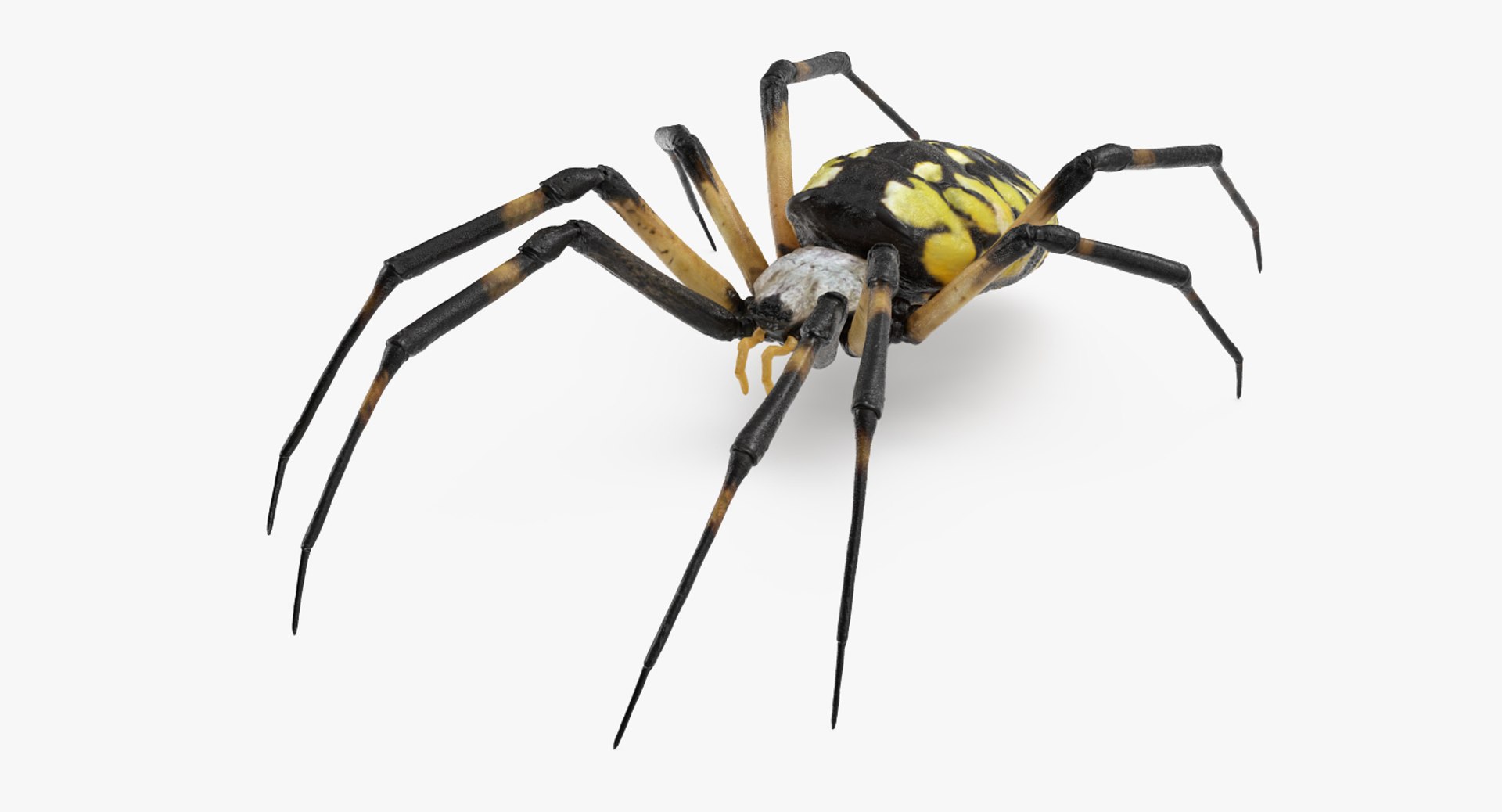 argiope aurantia yellow garden 3D https://p.turbosquid.com/ts-thumb/Lg/JaWoIl/3H9lGu1n/argiopeaurantiaoryellowgardenspiderriggedmayamb3dmodel04/jpg/1504594075/1920x1080/fit_q87/6fa2264fae4d8466c03ae43c316de8949bbf4001/argiopeaurantiaoryellowgardenspiderriggedmayamb3dmodel04.jpg